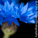 Sunkissed Cornflower
