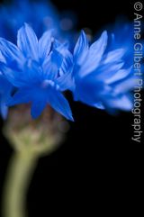 Anne Gilbert Photography on Fine Art America