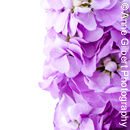 Scented Stocks