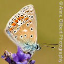 Common Blue