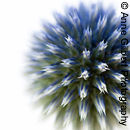 Echinops 
