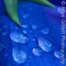 Raindrop Pansy