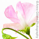 Geranium Pink