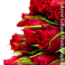 Red Roses