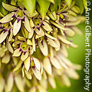 Pineapple Lily