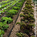 Kale