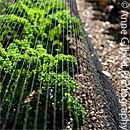 Netted Kale
