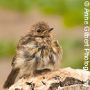 All Fluffed Up