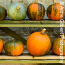 Harvest Display