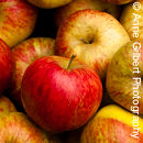 Worcester Pearmain