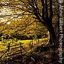 Evening Beech