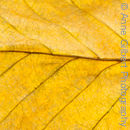 Golden Beech