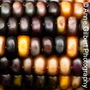Ornamental Corn