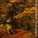 Leafy Lane