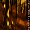 Beech Blur