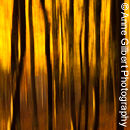 Beech Blur