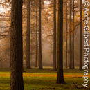 Larch