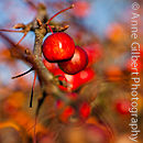 Crab Apples