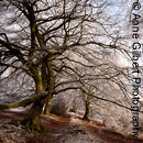 Frosted Path