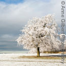 Frosted Tree
