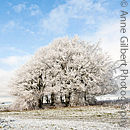 Frosted Copse