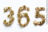 The conclusion of the 365 project