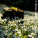 Snowdrop Tree Stump