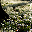 Rococo Snowdrops