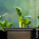 Future Beans