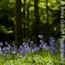 Bluebell Woods