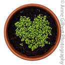 I Love Cress