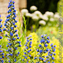 Viper's Bugloss