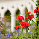 Maltese Cross Flowers