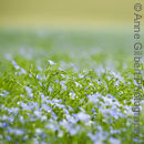 Linseed
