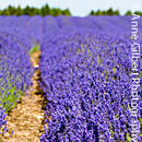 Lavender Field