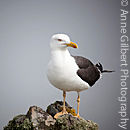Lesser Black-backed Poser