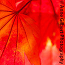 Red Hot