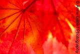 Anne Gilbert Photography on Redbubble