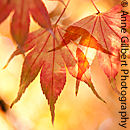 Autumn Glow
