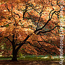 Magnificent Autumn 
