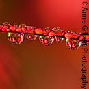 Water Line