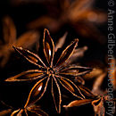 Star Anise Study