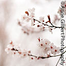 Cherry Plum Blossom