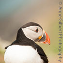 Puffin Profile