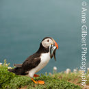 Puffin with Sandeels