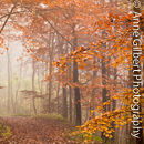 Mystic Woods