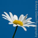 Oxeye