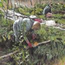 Weeding the Allotment