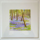 Chiltern Bluebells