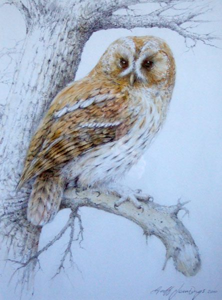 2nd Prize Winner:
Tawny Owl
Artist Geoff Jennings